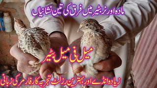 Male Female Quail Difference | Nar or Madaa Batair | Breeder Batair Tips