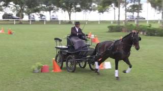 Hospedeiro Interagro (Driving tests: dressage and cones)