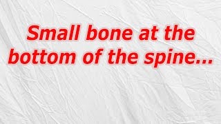 Small bone at the bottom of the spine (CodyCross Crossword Answer)