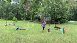 Tommy Agility 1 60 x 40 UKI @ home, week 98