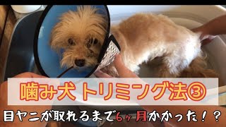 トリマーさんがお手上げした噛み犬　改善方法伝授 3　#dog #anjing #トリミング#シニア #トリマー#トレーナー