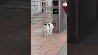 LOL Cats Moments Latest Cute Funny Cats Shorts Clips 😺😁😁 -EPS1149 #funnycatsvideos