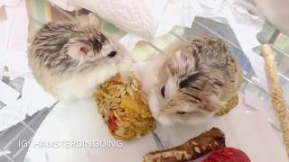 Hamsterdingding．老公公鼠爭吃東西😝．倉鼠．小露寶．小路寶．老公公鼠