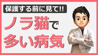 【ノラ猫の病気】ノラ猫に多い病気と保護する際の注意点