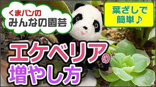 多肉植物 エケベリアの増やし方[葉挿しで簡単] How to grow Echeveria.【くまパン園芸】