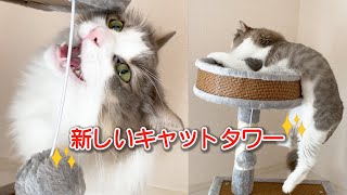 新しいキャットタワーをプレゼントした結果…【ノルウェージャンフォレストキャット】