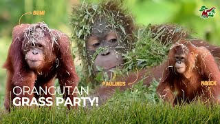 ORANGUTAN GRASS PARTY