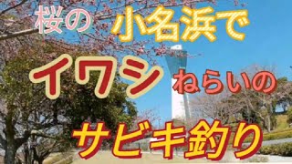 桜の小名浜でイワシ狙い釣り