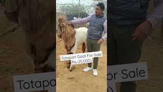 Totapari Goat For Sale | Sekhon Goat Farming