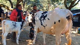 @আজ ১৭/১২/২৪ | উন্নত জাতের দুধের গাভী ও বাছুর গরুর দাম | আফতাবগঞ্জ হাট |দিনাজপুর