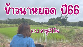 ข้าวนาหยอด ปี2566 หยอดด้วย เครื่องหยอดเมล็ดพันธุ์ ข้าวอายุ81วัน #rice #ricefield #farming #ปลูกข้าว