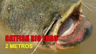 SILURO o CATFISH de 2 metros rio EBRO| CAPTURA \u0026 SUELTA