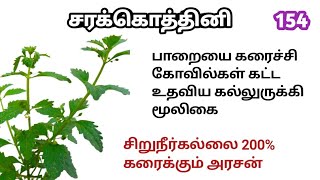 கல்லுருக்கி/சர்க்கரைவேம்பு/Kalluruvi/Scoparia dulcis/Mooligai manithan