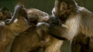 Capuchin Monkey Babies at Living Links