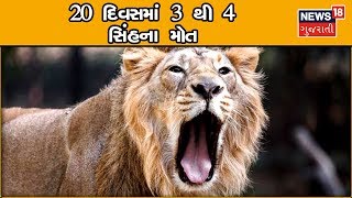 Junagadh - સિંહ પ્રેમીઓ માટે આઘાતજનક સમાચાર, 20 દિવસમાં 3 થી 4 સિંહના મોત