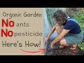 A free and a very cheap way to get rid of fireants and sugar ants in your organic garden