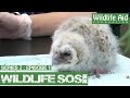 Wildlife SOS Online S2 - Episode 1: A Day in the Life