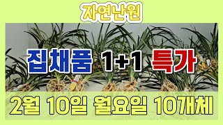 [2월 10일] 예쁜꽃이 기대되는 집채품 1+1 5만원에 드리겠습니다♡