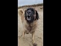 the leonberger and their beautiful face we just love them shorts dog leonberger funny