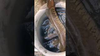 Amazing Fish 🐠🐠🐠🐟🐟🐟#video #viral #shortvideo #youtubeshort #short