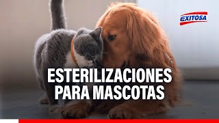 🔴🔵Esterilizaciones evitan el cáncer en nuestras mascotas: Esto es lo que debes saber