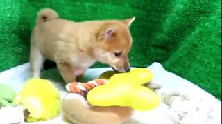 豆柴子犬9/12　女の子♀　摂州宝山荘　mameshiba dog Puppy （mame shiba inu)