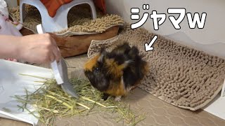 毎朝揉めてるモルモットのお掃除ルーティン　I clean guineapig cage every morning.