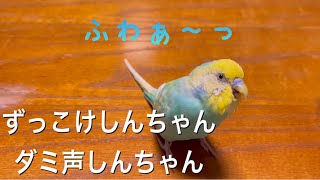 2021.3.7 ずっこけしんちゃん　ダミ声しんちゃん　【セキセイインコしんちゃん】