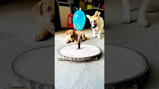 funny dogs 🐶 prank 🤣|| मज़ेदार कुत्तों की शरारत #funny #dog #prank