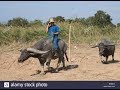 អាក្របី   Ah Krobey by Mustache Band   YouTube