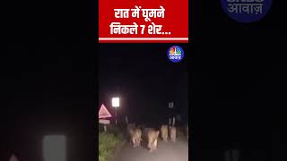 7 Lions Spotted Walking in Amreli, Gujarat: Nature at Its Best #shorts | N18S