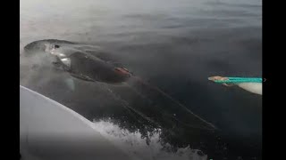 Minke whale shot by rifle multiple times and harpooned repeatedly