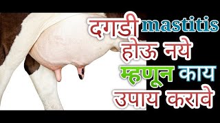 mastitis / दगडी / स्तनदाह होऊ नये म्हणून प्रतिबंधात्मक उपाय #cowfarming #mastitis #pashupalan