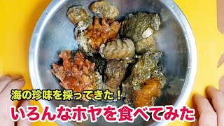 身近に採れる海の珍味！いろんな「ホヤ」食べてみた