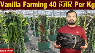 Vanilla Farming | 40,000 Per Kg | Vanilla ki kheti | Increase Demand of Vanilla | Profitable Farming