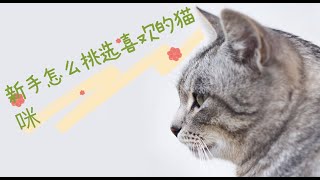 新手怎么挑选喜欢的猫咪