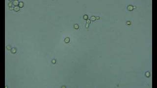 Bakers yeast reproducing