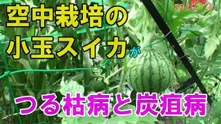 空中栽培の小玉スイカが『つる枯病』と『炭疽病』