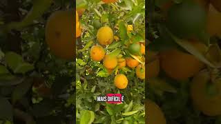 Pomar de laranja🍊🇧🇷#agro #roça #laranja