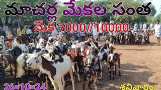 macharla mekalu goat market🐐// మాచర్ల మేకలు సంత //26=10=24// శనివారం