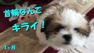 ⑬ 首輪を嫌がる子犬が可愛すぎる！”🥎生後３ヶ月🥎 シーズー ♂ マロン