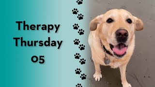 Therapy Thursday! #dog #shorts #labrador