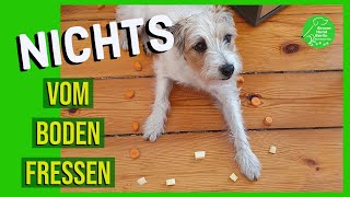 Es nervt! Mein Hund frisst alles vom Boden.