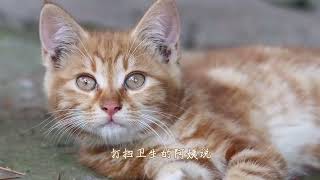 没有妈妈的庇护，黑虎斑更胆小谨慎了 #流浪猫纪录片