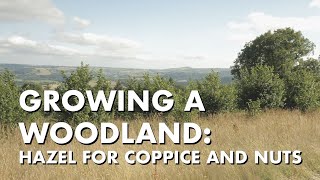 Growing a Woodland: Hazel for Coppice and Nuts