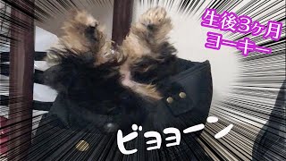 おてんばヨーキーの大ピンチ！！