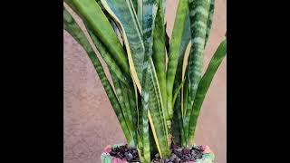 Sansevieria trifasciata 'Gold Flame' - Snake Plant (x 8) now available