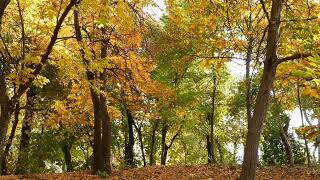 Falling autumn leaves, Nature sounds