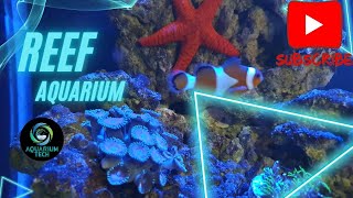 Reef Aquarium Update (Saltwater Aquarium)