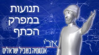 תנועות במפרק הכתף